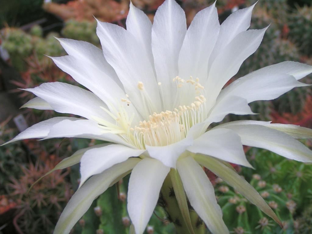 Echinopsis hybrid